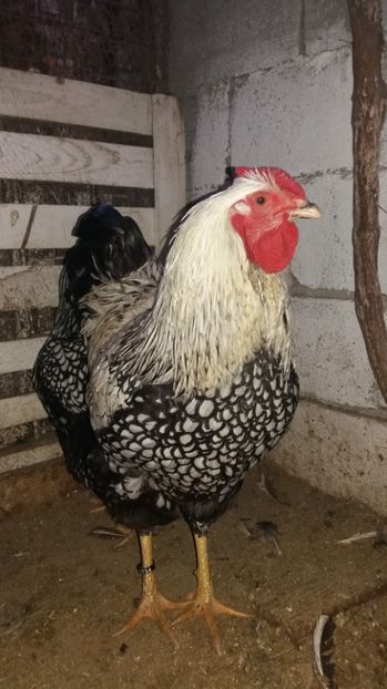  - Wyandotte argintiu matca 2017