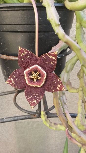 Stapelia variegata - Suculente 2017