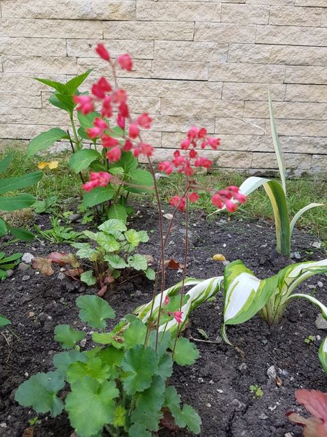 Heuchera sanguinea Leuchtkafel - Mai 2017