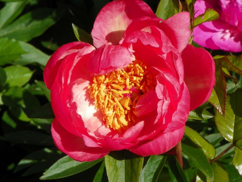 Coral Sunset - Bujori 2017