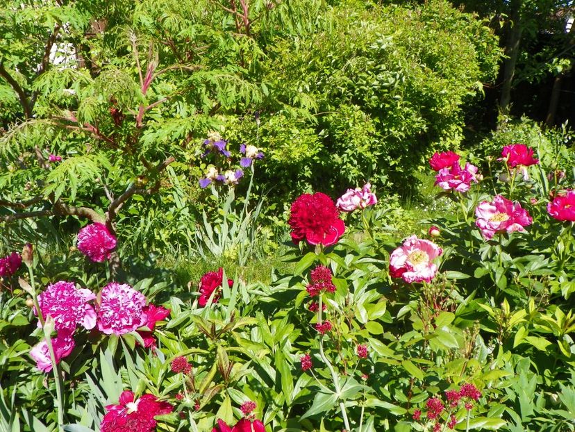 Edulis Superba, Red Charm si Scarlet o'Hara - Bujori 2017