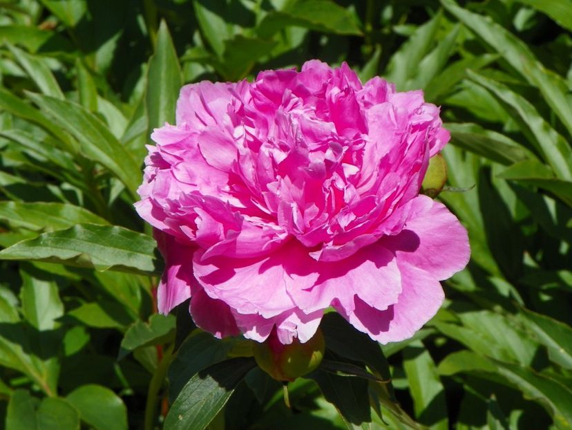 Edulis Superba - Bujori 2017