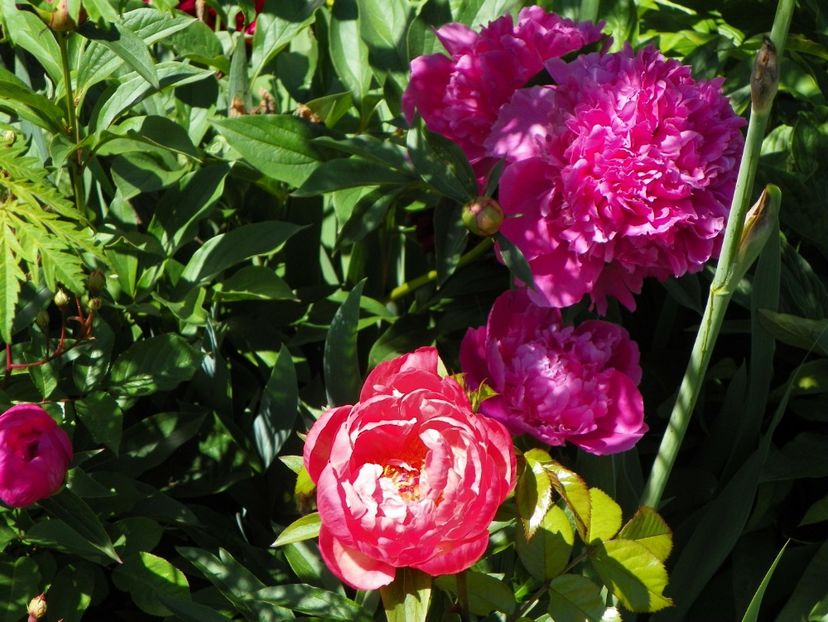 Coral Sunset si Edulis Superba - Bujori 2017