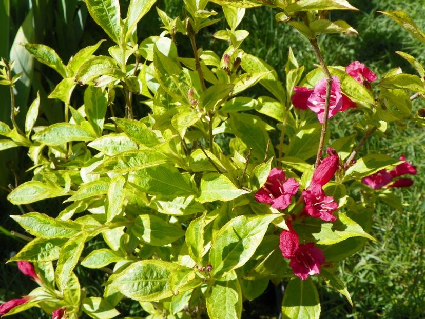weigela Brigela - Copacei si arbusti 2017