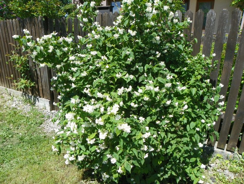 philadelphus coronarius - Copacei si arbusti 2017