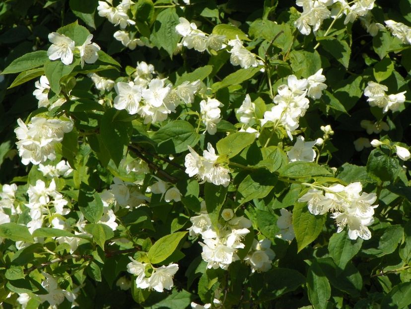 philadelphus coronarius - Copacei si arbusti 2017