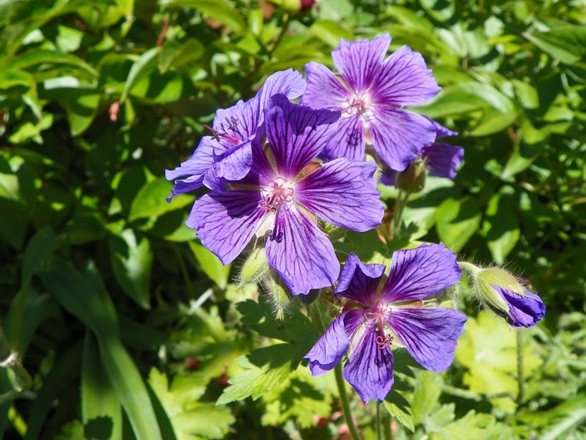 28 mai (117) - Geranium 2017