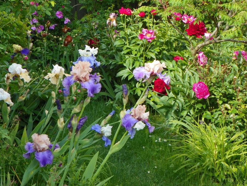 28 mai (40) - Gradina 2017
