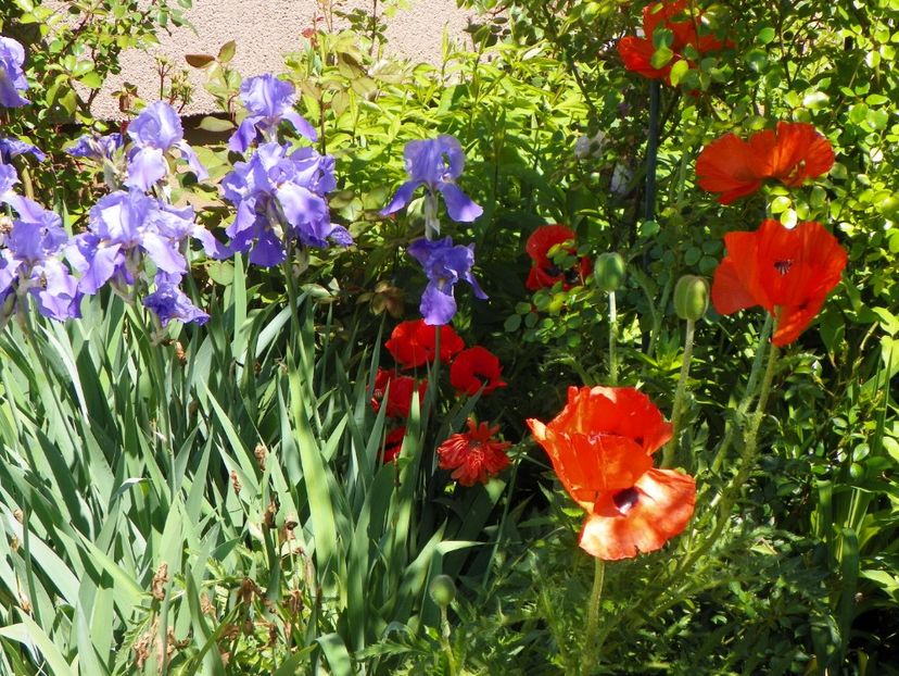 28 mai (113) - Gradina 2017