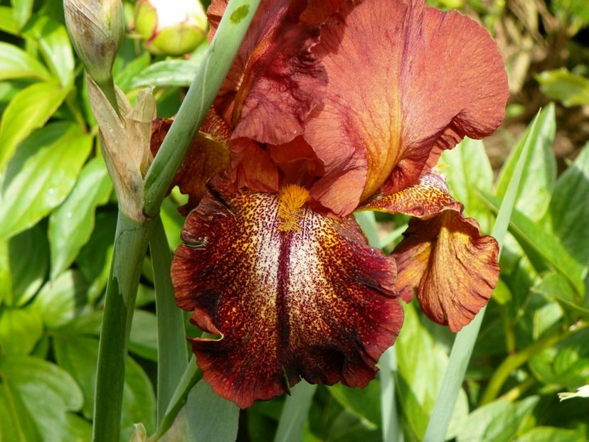 Cayenne Capers - Irisi 2017