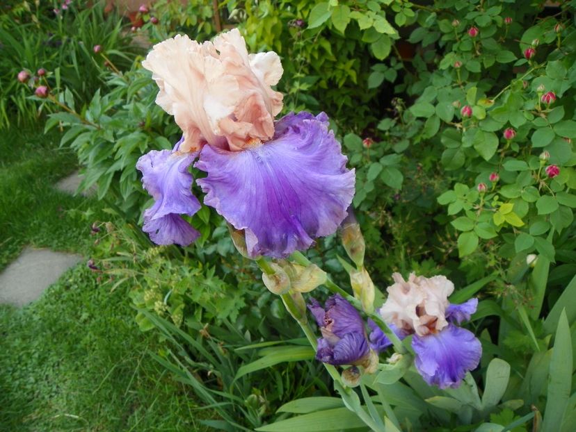 Mother Earth - Irisi 2017