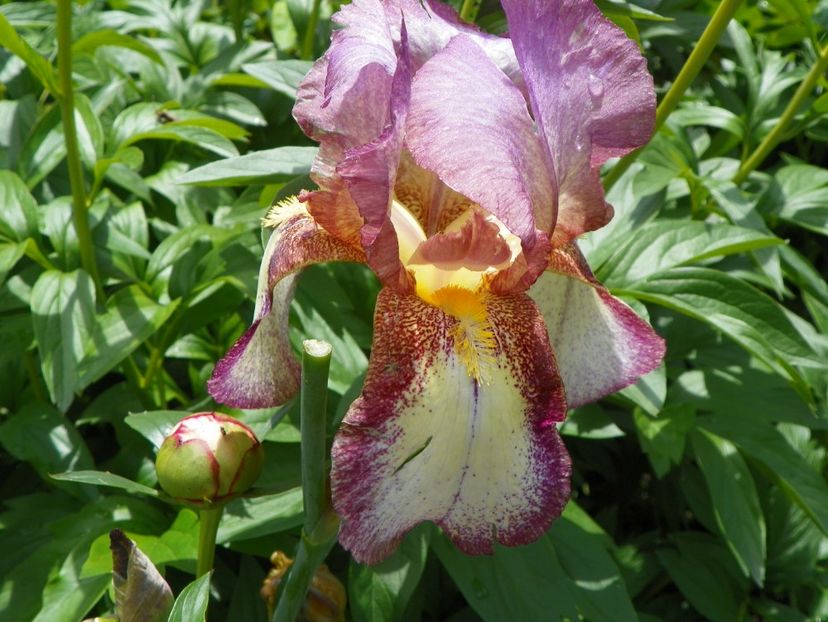 Pink Confetti - Irisi 2017