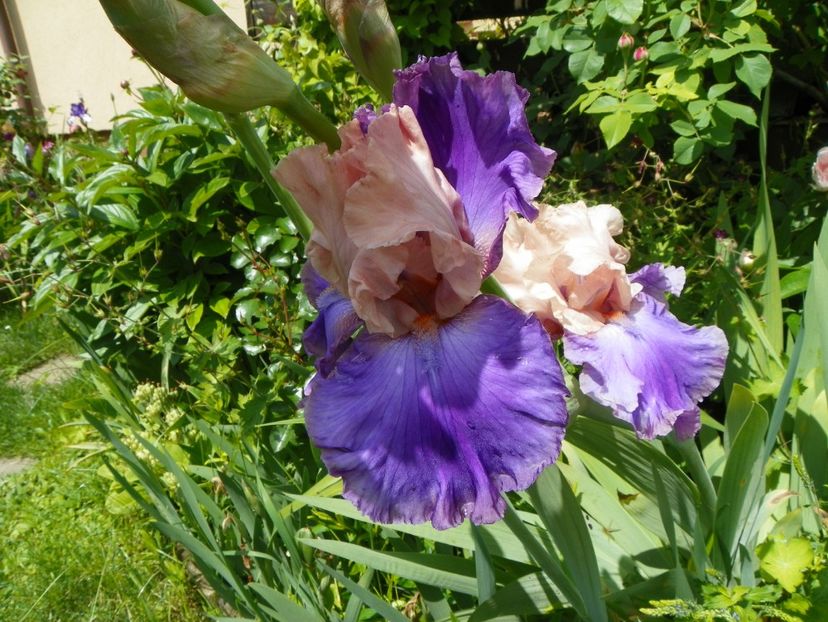 Mother Earth - Irisi 2017