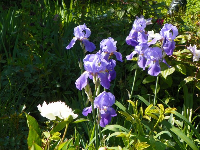 iris pallida - Irisi 2017