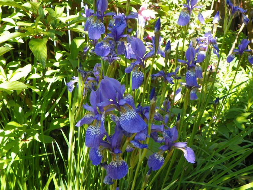 sibirica Blue King - Irisi 2017