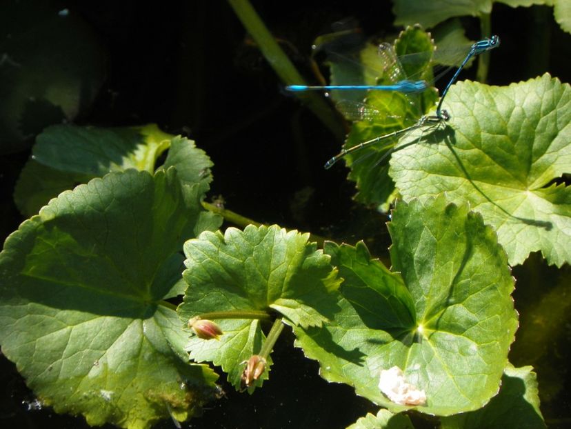 28 mai (126) - Primavara 2017