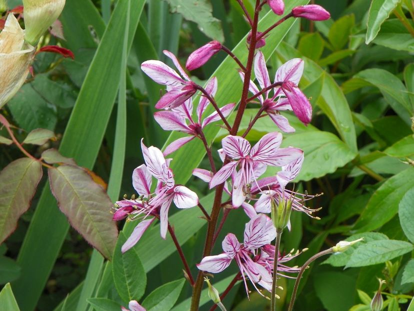 28 mai (10) - Primavara 2017