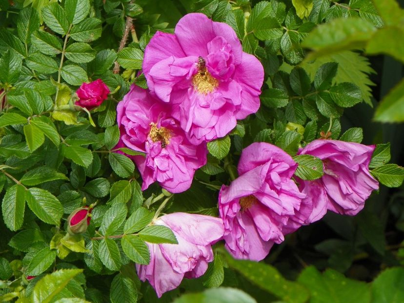 Belle Poitevine - Trandafiri 2017-1