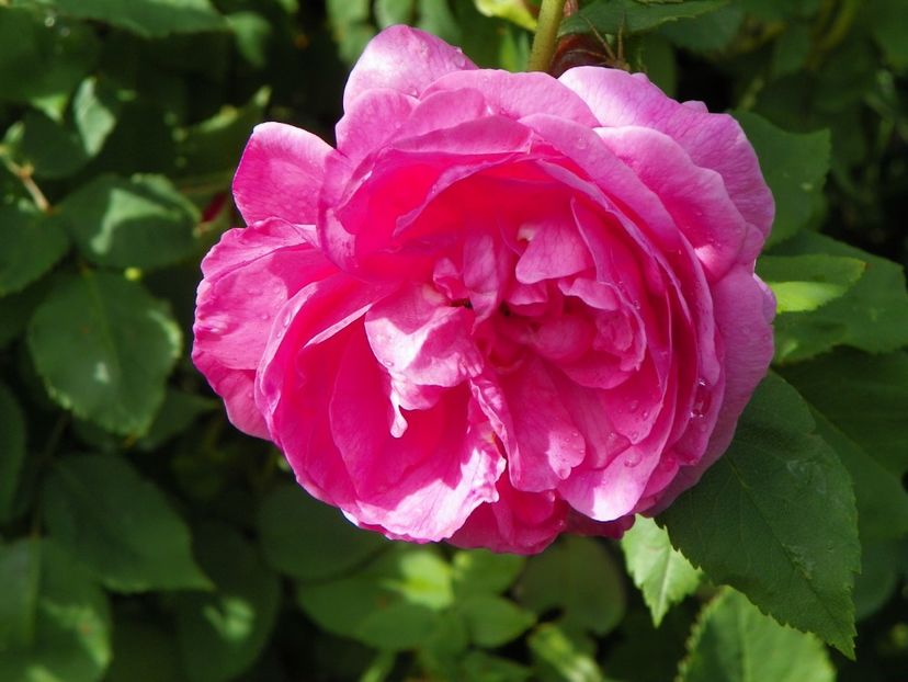 Louise Odier - Trandafiri 2017-1