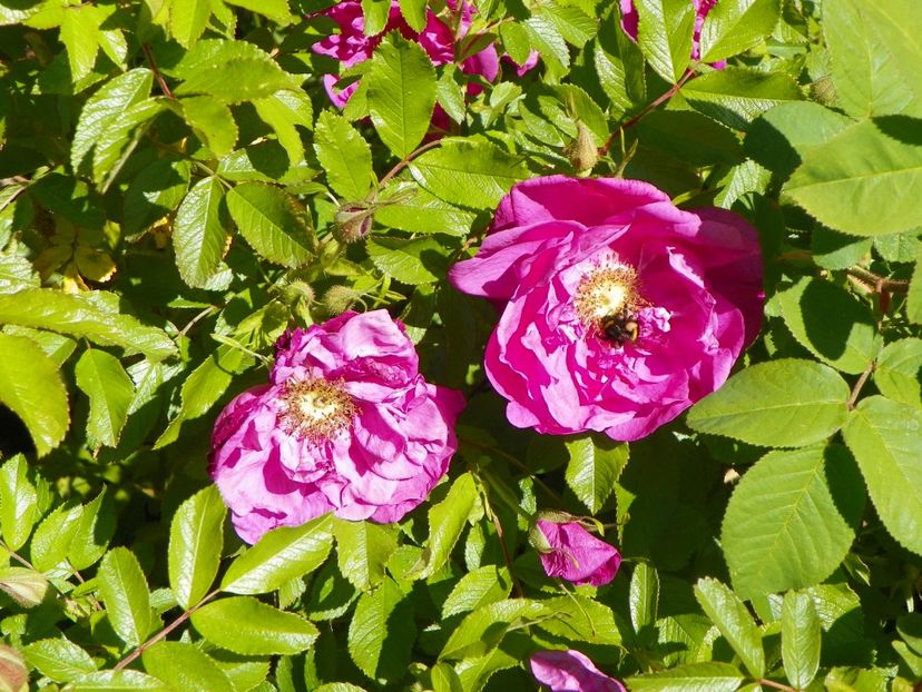 Smart Roadrunner - Trandafiri 2017-1