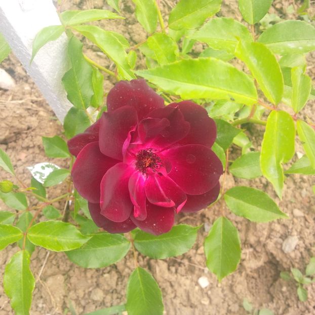 burgundy ice - trandafiri 2017