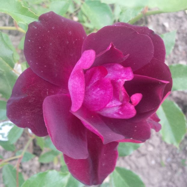 burgundy ice - trandafiri 2017