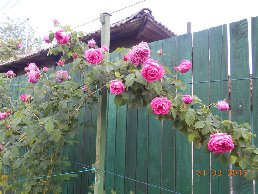 de dulceata - 4TRANDAFIRI 2017