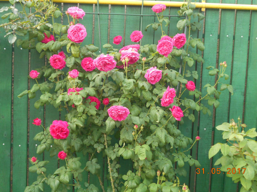 madame isaac pereire - 4TRANDAFIRI 2017