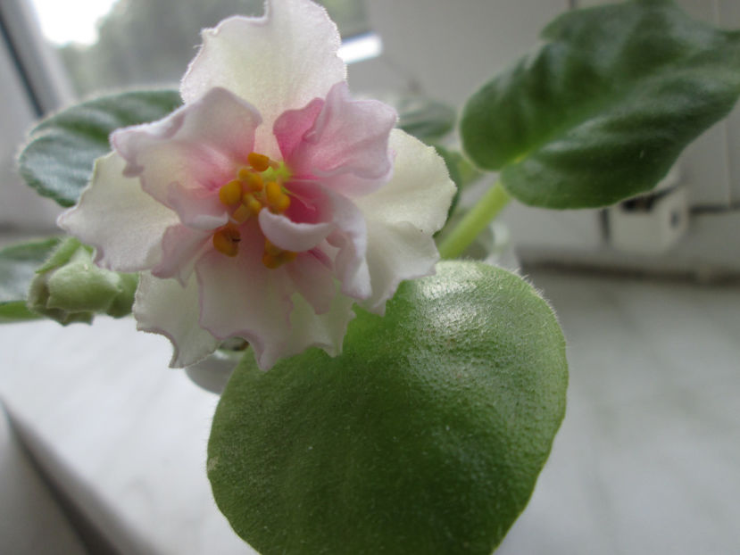 planta mea - Ek-Pearl Marshmallow