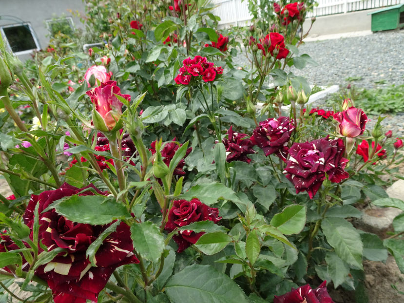  - Dimov nr 19 Hocus Pocus