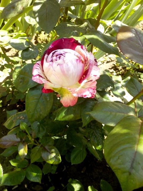 julio iglesias - 0 TRANDAFIRI 2017