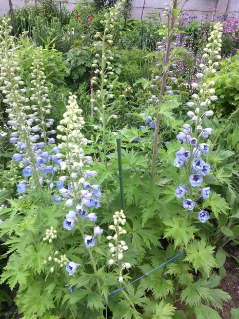  - 01-Flori din curtea mea 2017