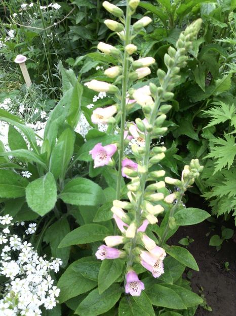  - 01-Flori din curtea mea 2017