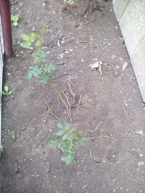 31 05 2017 - Jude the Obscure