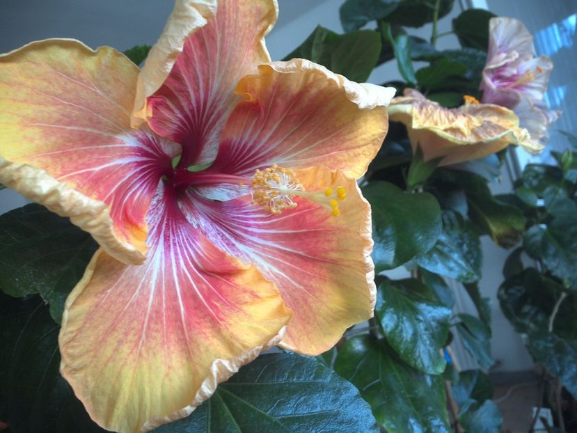 WIN_20170531_084237 - Tahitian Arcturus Queen