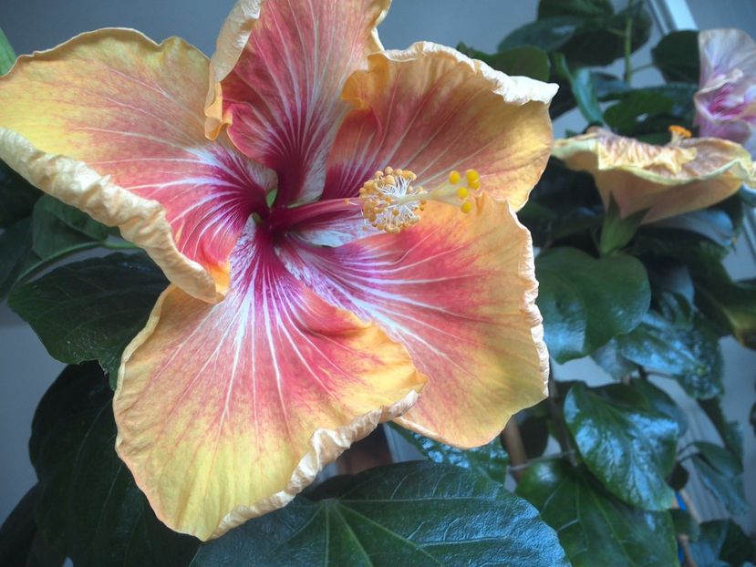 WIN_20170531_084247 - Tahitian Arcturus Queen