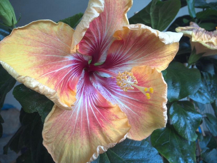 WIN_20170531_084253 - Tahitian Arcturus Queen