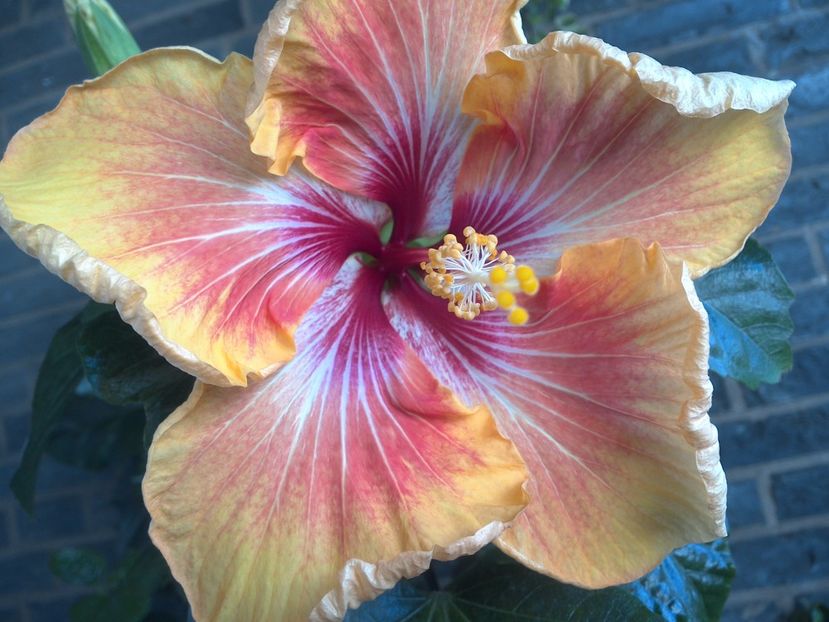 WIN_20170531_084329 - Tahitian Arcturus Queen