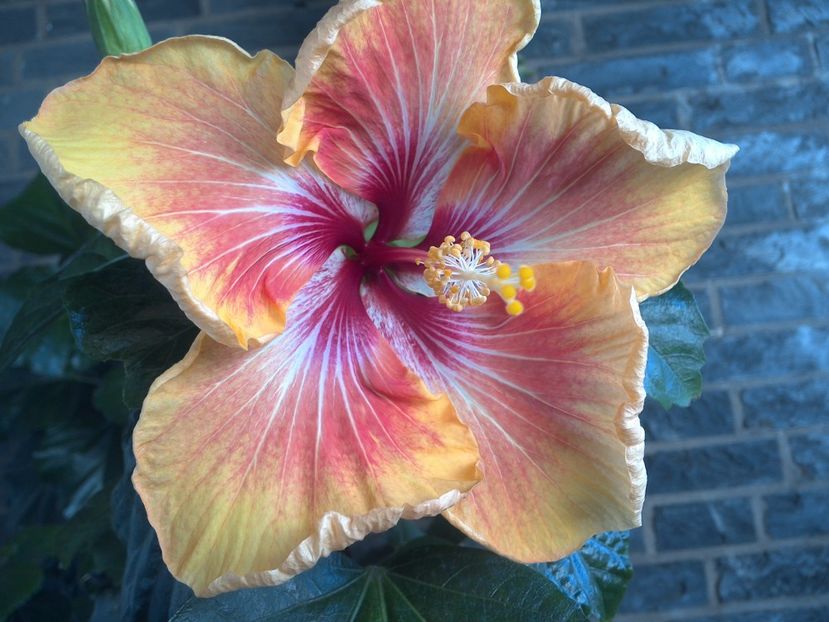 WIN_20170531_084338 - Tahitian Arcturus Queen