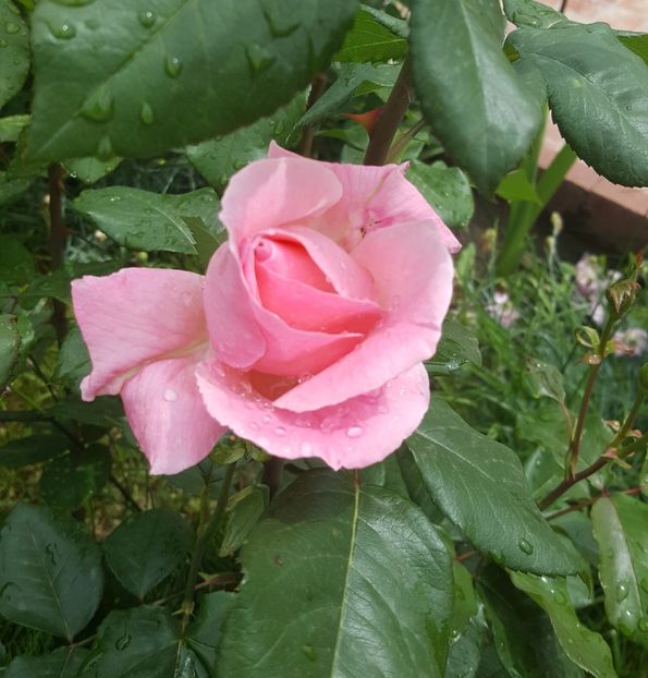 2017-05-27 13.31.15-1 - P--GRADINA MEA