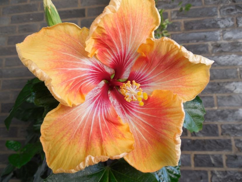  - Tahitian Arcturus Queen