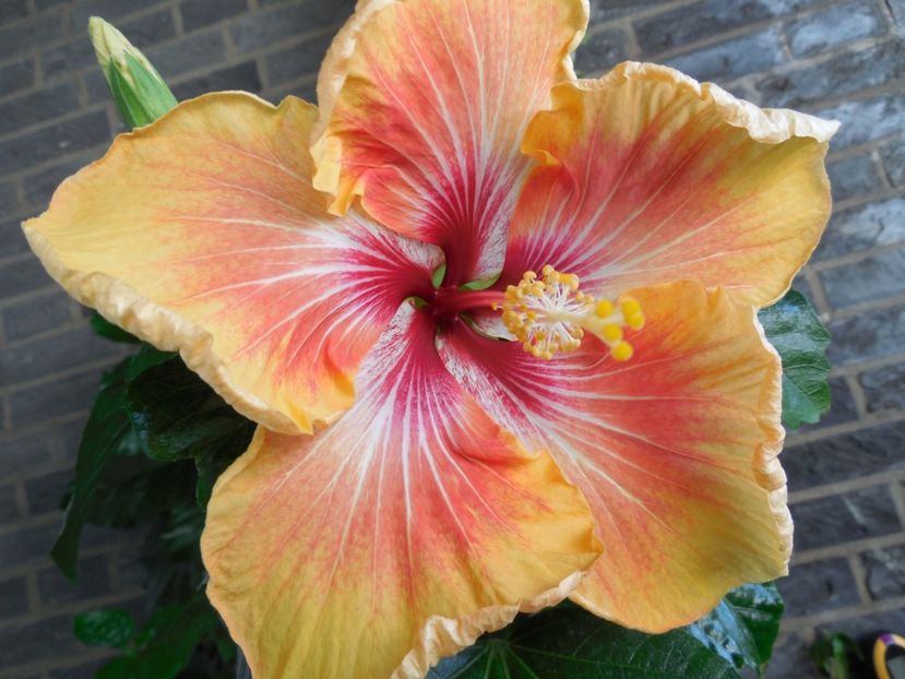  - Tahitian Arcturus Queen