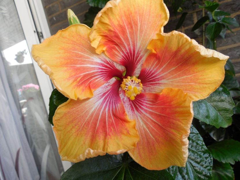  - Tahitian Arcturus Queen