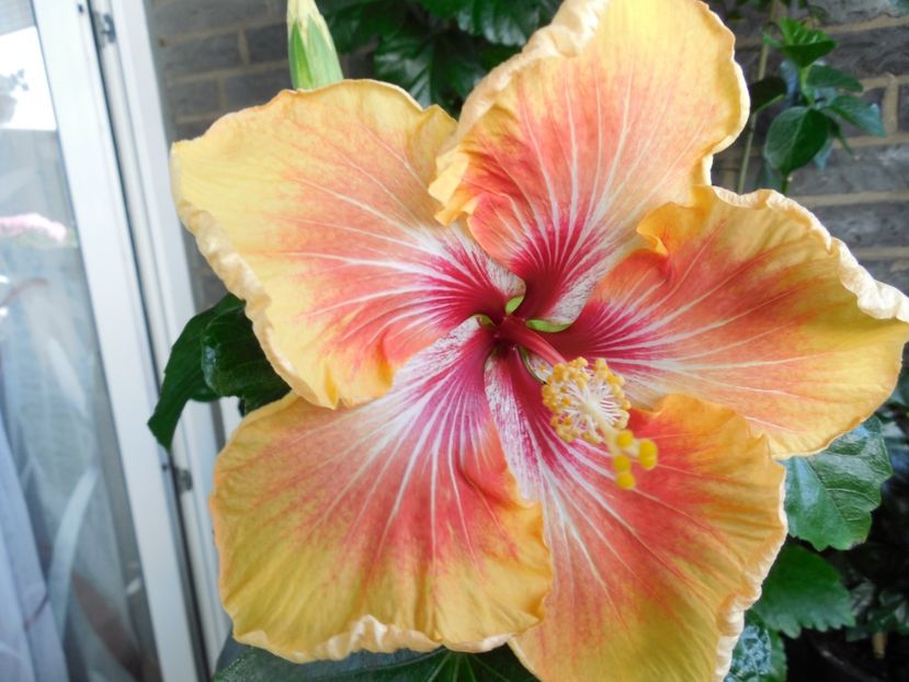  - Tahitian Arcturus Queen