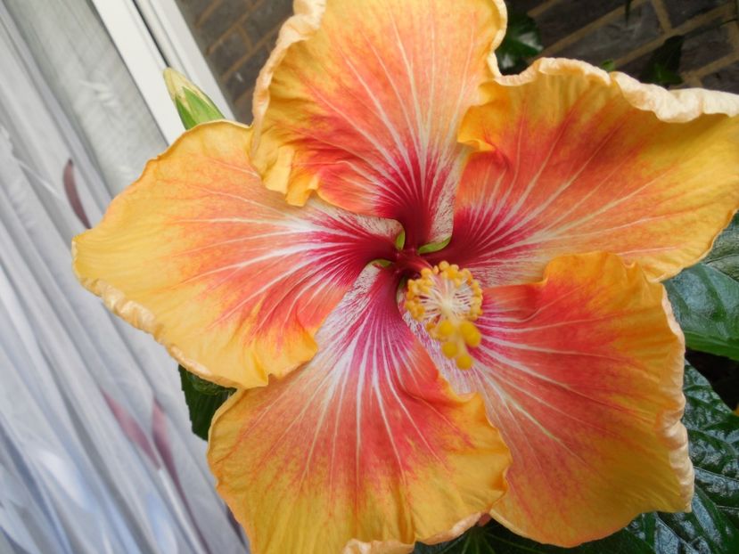  - Tahitian Arcturus Queen