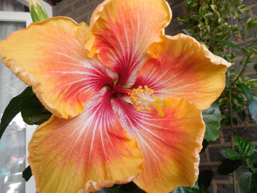  - Tahitian Arcturus Queen