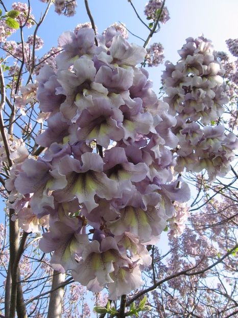 Paulownia elengata - PAULOWNIA-seminte