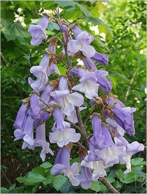 Paulownia tomentosa - PAULOWNIA-seminte