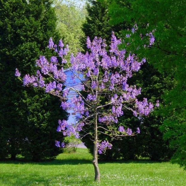 Paulownia copac - PAULOWNIA-seminte