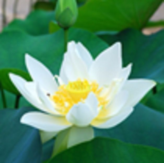 Lotus alb Nelumbo - LOTUS si NUFAR